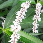 Persicaria decipiens Blüte