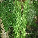 Ophioglossum pendulum Hábito