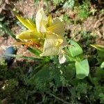 Canna glauca 花