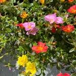 Portulaca umbraticola Květ