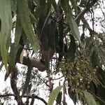 Eucalyptus camaldulensis Blad