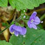 Veronica montana Flower