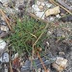 Dianthus sylvestris Leht