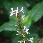 Hypoestes aristata Blüte