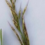 Avenula pubescens Fula