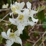 Rhododendron augustinii Λουλούδι