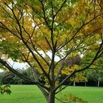 Acer cissifolium Habit