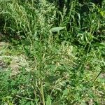 Chenopodium album Blad