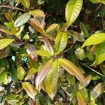 Photinia glabraLeaf