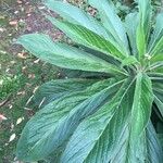 Echium callithyrsum Leaf