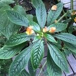 Impatiens auricoma Blad