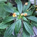 Impatiens auricoma Φύλλο