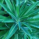 Euphorbia mellifera Lapas