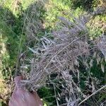 Bromus arvensis ഇല