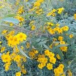 Tagetes lemmonii Flower