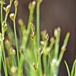 Juncus tenageia Sonstige