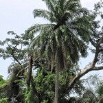 Elaeis guineensis Habit