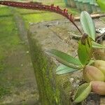 Bulbophyllum calyptratum Liść