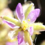 Spergularia bocconei Flower