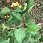 Crataegus pennsylvanica Leaf