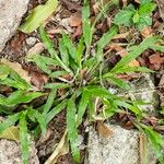 Axonopus compressus Leaf