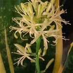 Dracaena trifasciata फूल