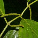 Piper nudifolium Bark