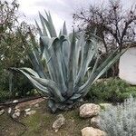 Agave americana Leaf