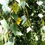 Tilia mongolica Feuille