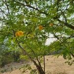 Vachellia farnesiana Foglia