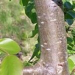 Pyrus cordata Casca