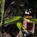 Prosthechea aemula Hoja
