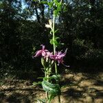 Serratula tinctoria Flors