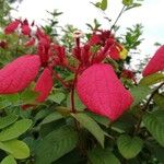 Mussaenda erythrophylla Flor