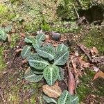 Goodyera pubescens Blatt