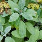 Salvia officinalis পাতা