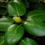 Rhododendron aureum Цвят