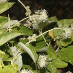 Croton yucatanensis Blomst