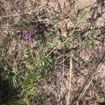 Vicia villosa 整株植物