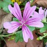 Malva sylvestris Flower