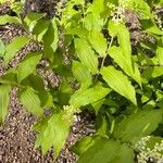 Maianthemum racemosum Blatt