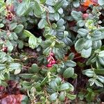 Vaccinium vitis-idaea Fruct