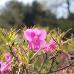 Rhododendron albrechtii Цвят