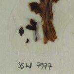 Scutellaria grossa Other
