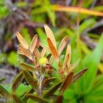 Uromyrtus baumanii Fruto