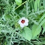 Hibiscus trionum Flower