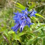 Gentiana asclepiadeaফুল