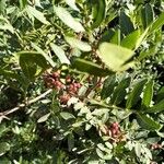 Pistacia lentiscus Fruit