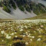 Eriophorum scheuchzeri Buveinė