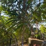 Cascabela thevetioides ഇല